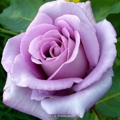 Троянда чайно-гібридна Blue Parfum