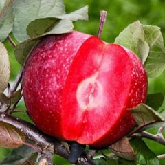 Яблуня червономяса сорт Ера 296Y2V15 фото