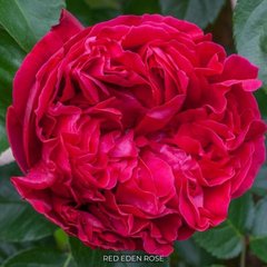 Троянда англійська паркова Red Eden Rose