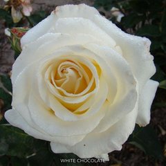 Троянда чайно-гібридна White Chocolate
