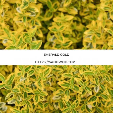 Бересклет форчуна Emerald Gold 141CM20-30L1 фото
