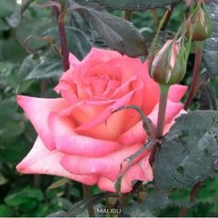 Роза чайно-гибридная Malibu