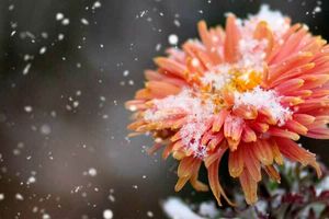 Как зимуют хризантемы?