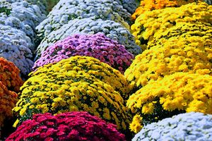 Шаровидные хризантемы мультифлора - выращивание и уход