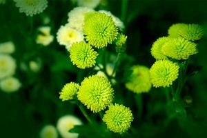 Веточные и крупноцветковые хризантемы - выращивание и уход