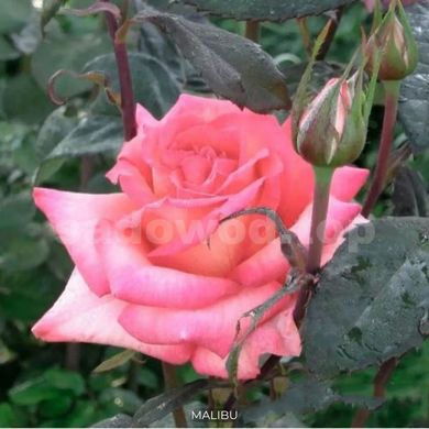 Роза чайно-гибридная Malibu