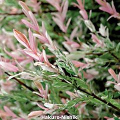 Верба цільнолиста Hakuro-Nishiki штамб 183CMPA150-180L15 фото