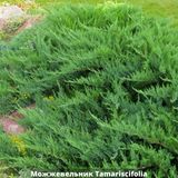Можжевельник казацкий Tamariscifolia (Тамарисцифолиа) фото