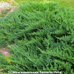 Можжевельник казацкий Tamariscifolia (Тамарисцифолиа) 667692 фото