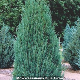 Можжевельник скальный Blue Arrow 412-Р9 фото