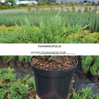 Можжевельник казацкий Tamariscifolia 405H10-20VP9 фото