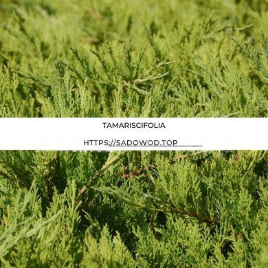 Можжевельник казацкий Tamariscifolia 405H10-20VP9 фото