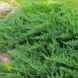 Можжевельник казацкий Tamariscifolia 405H10-20VP9 фото 1