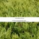 Можжевельник казацкий Tamariscifolia 405H10-20VP9 фото 2