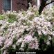 Вейгела квітуча Splendid (Сплендід) 150CM20-30L3 фото 3
