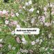Вейгела квітуча Splendid (Сплендід) 150CM20-30L3 фото 5