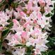 Вейгела квітуча Splendid (Сплендід) 150CM20-30L3 фото 2