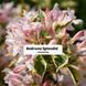 Вейгела квітуча Splendid (Сплендід) 150CM20-30L3 фото 4