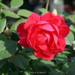 Роза плетистая Paul's Scarlet