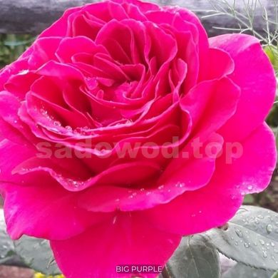 Роза чайно-гибридная Big Purple