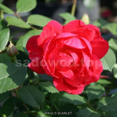 Роза плетистая Paul's Scarlet