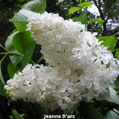 Сирень обыкновенная Jeanne D'arc (Жанна Дарк) 100320240 фото