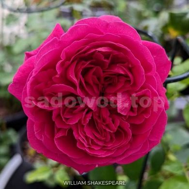 Троянда англійська паркова William Shakespeare