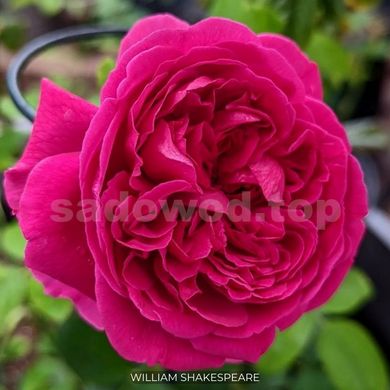 Роза английская парковая William Shakespeare