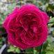Троянда англійська паркова William Shakespeare
