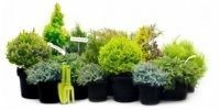 Топ Садовод - интернет магазин растений