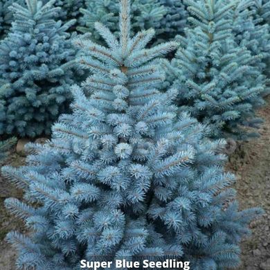 Ель колючая Super Blue Seedling (Супер Блю Седлинг) 000016276  фото