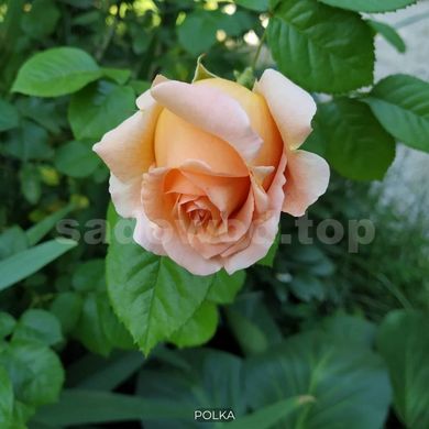 Роза парковая Polka