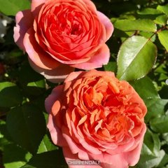 Роза парковая Chippendale