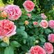 Роза парковая Chippendale