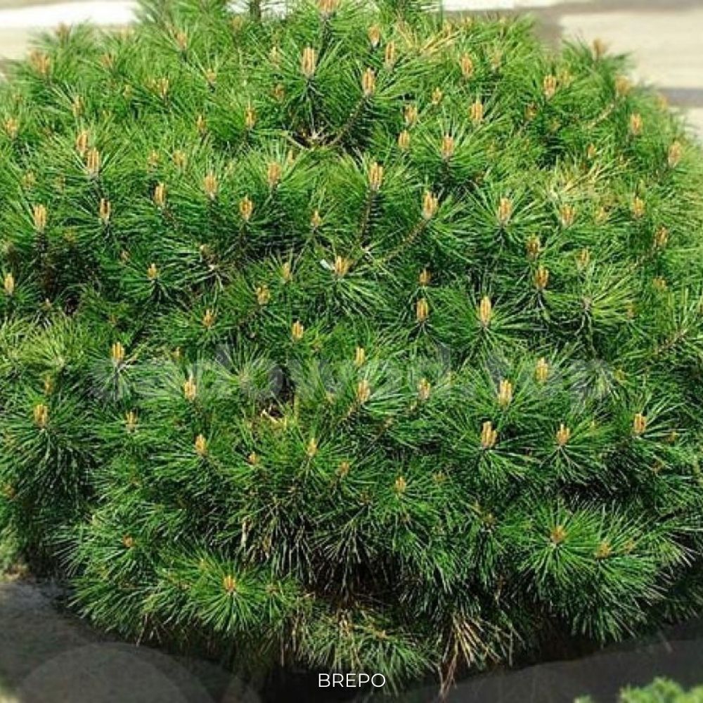 Купить хвойные недорого. Pinus nigra Brepo. Сосна черная компакта. Сосна Pinus nigra Benelux. Сосна черная (Pinus nigra Benelux.