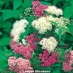 Спирея японская Shirobana (Широбана) 66882 фото