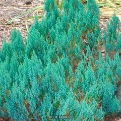 Можжевельник горизонтальный Blue Forest (Блю Форест) 41537  фото