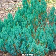 Можжевельник горизонтальный Blue Forest (Блю Форест) 41537  фото