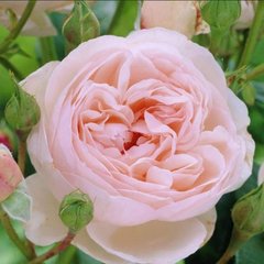 Роза английская Heritage