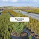 Ялина канадська Conica (Коніка) 387CM20-30L2 фото 3