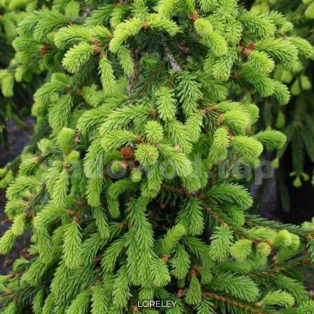 Разновидности ели. Ель Picea Abies. Ель Picea Abies Loreley. Ель обыкновенная Picea Abies Loreley. Ель обыкновенная (Picea Abies) 