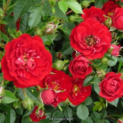 Роза почвопокровная Red Cascade