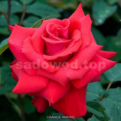 Роза чайно-гибридная Grande Amore