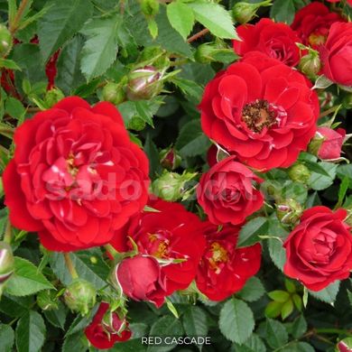 Роза почвопокровная Red Cascade