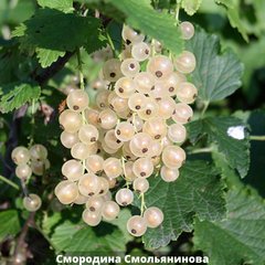 Смородина белая Смольянинова 66846 фото