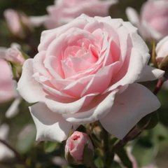 Роза полиантовая Diadem
