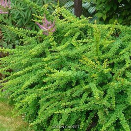 Барбарис Тунберга Green Carpet 129-C2 фото