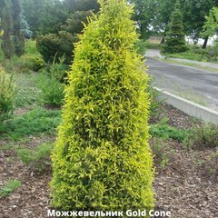 Можжевельник обыкновенный Gold Cone (Голд Кон) 667742 фото