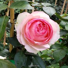 Роза плетистая Eden Rose