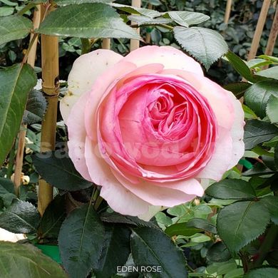 Троянда плетиста Eden Rose